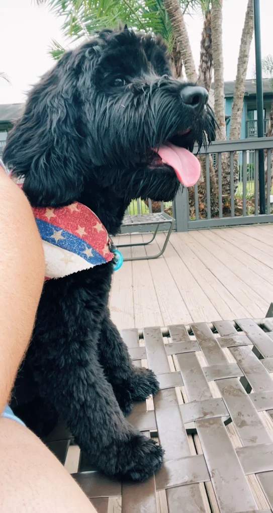 Black fluffy dog with patriotic bandana