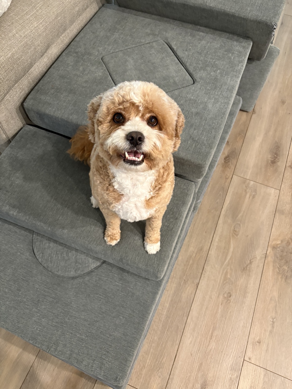 Fluffy small dog with cream curly coat after grooming