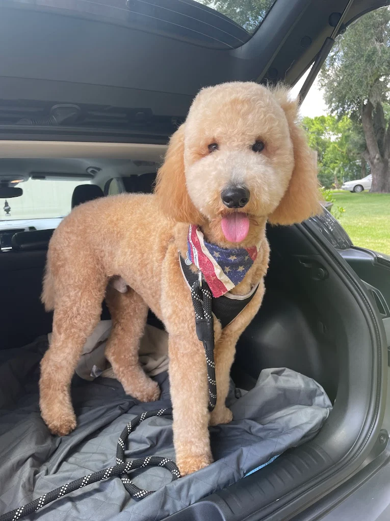 Happy golden doodle after grooming at Duffy's Grooming