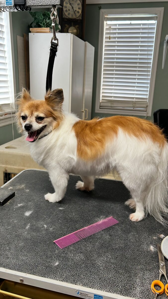 Long-haired Chihuahua freshly groomed