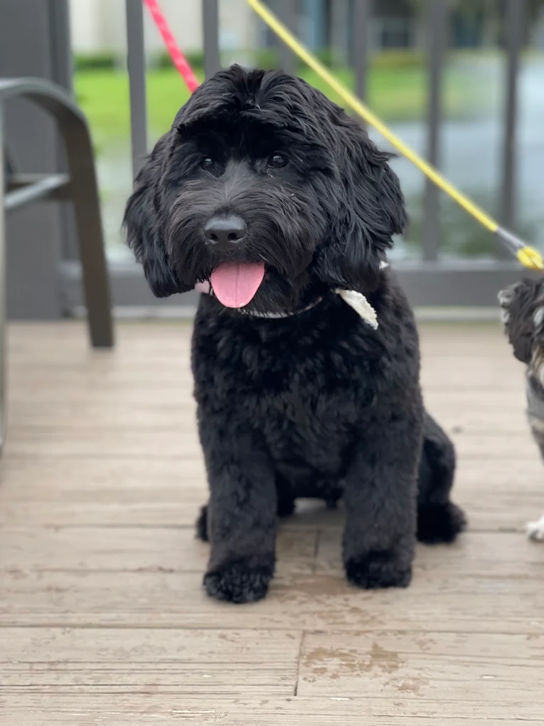 Black doodle freshly groomed