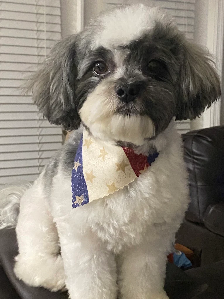 Shih Tzu with bandana after grooming