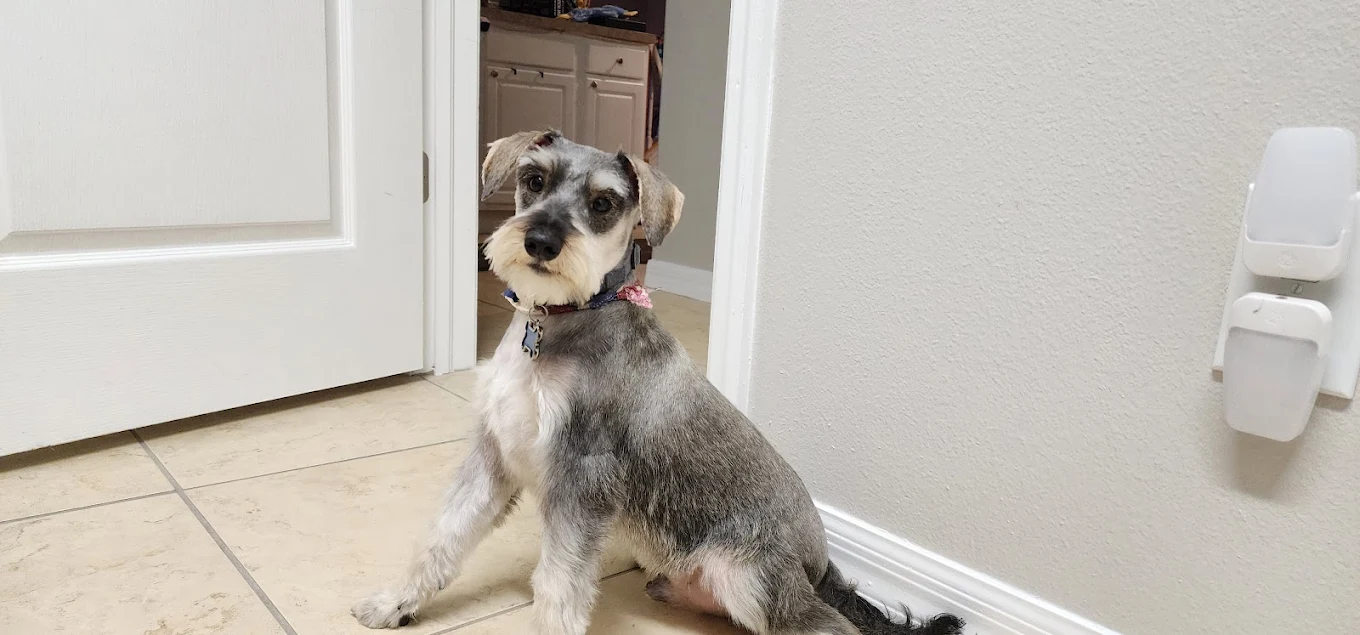Schnauzer with perfect grooming cut