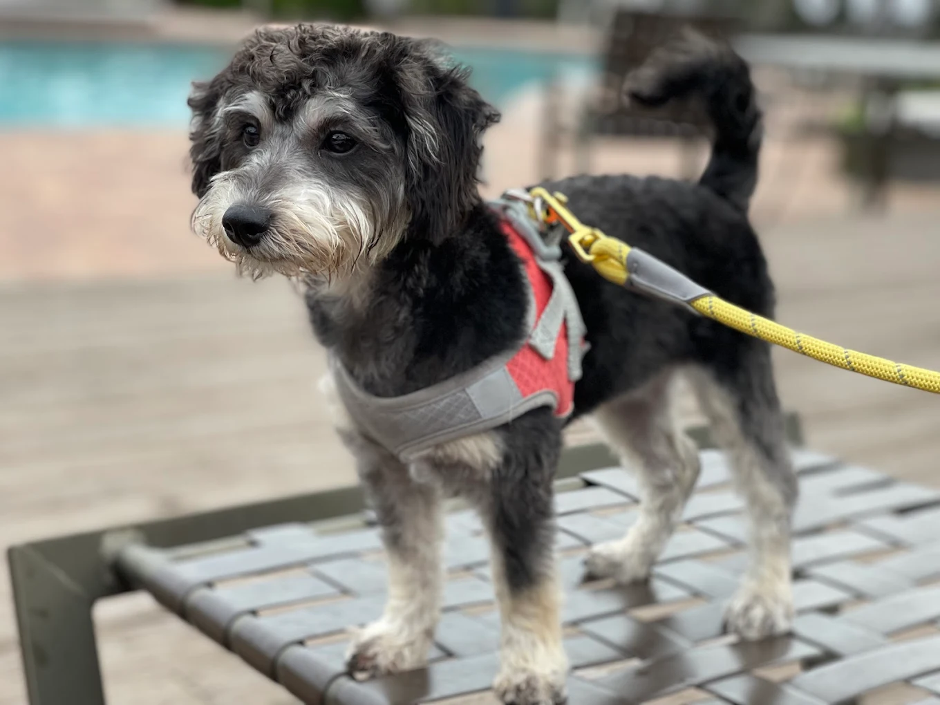 Schnauzer mix looking great after grooming